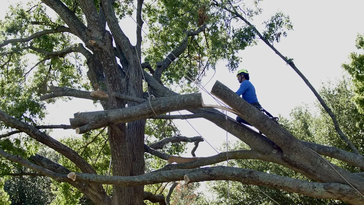 Professional Hazardous Tree Removal performed by certified arborists in Abington