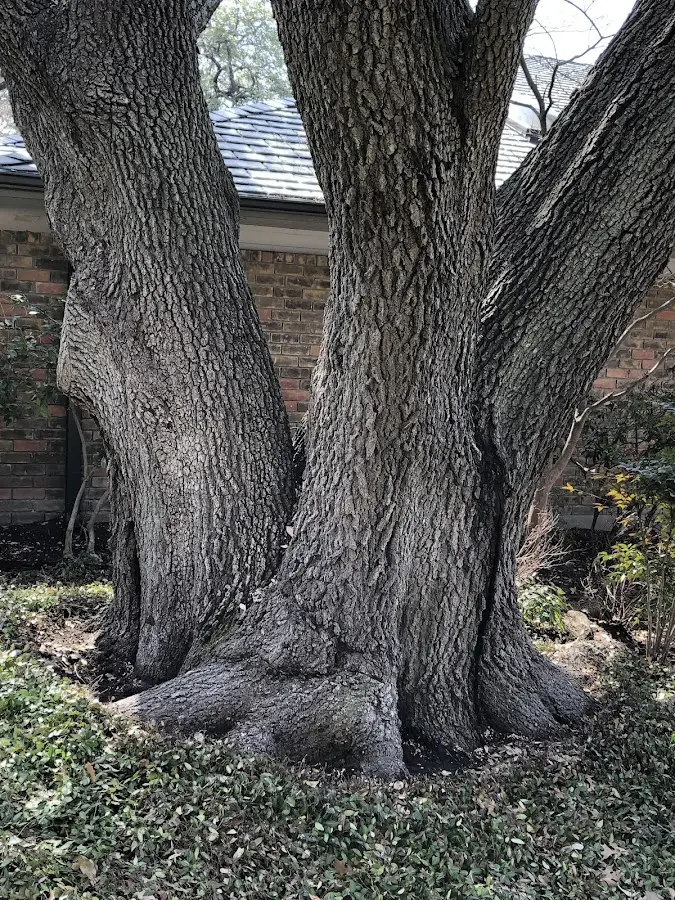 Mature heritage tree close to a Abington property cared for by certified arborists